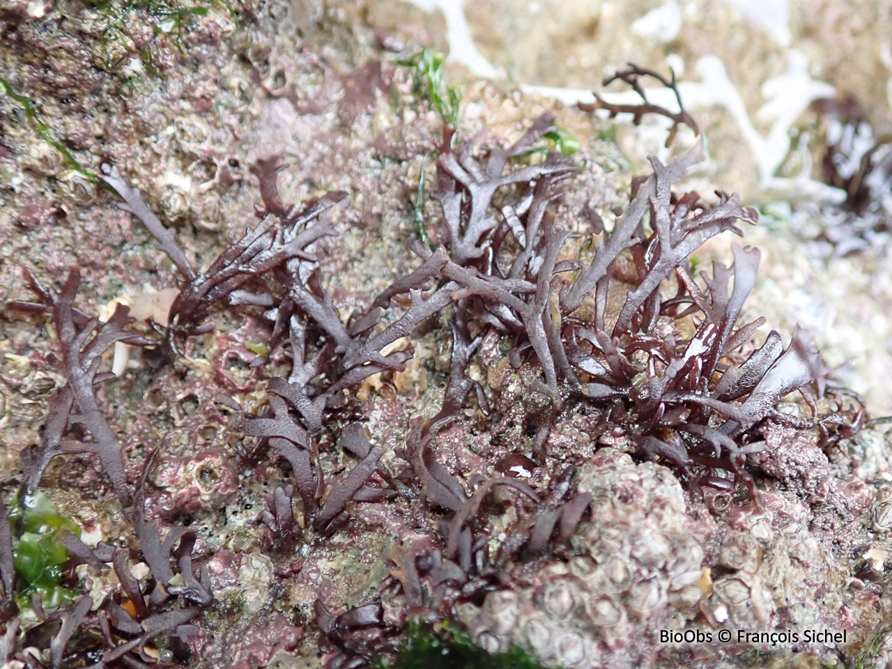 Dulse poivrée - Osmundea pinnatifida - François Sichel - BioObs