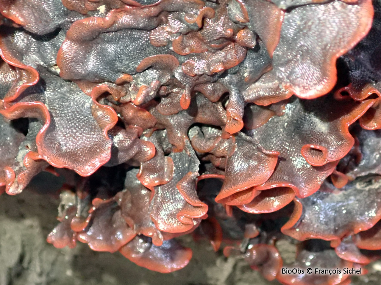 Bryozoaire orange vif à points noirs - Watersipora subatra - François Sichel - BioObs