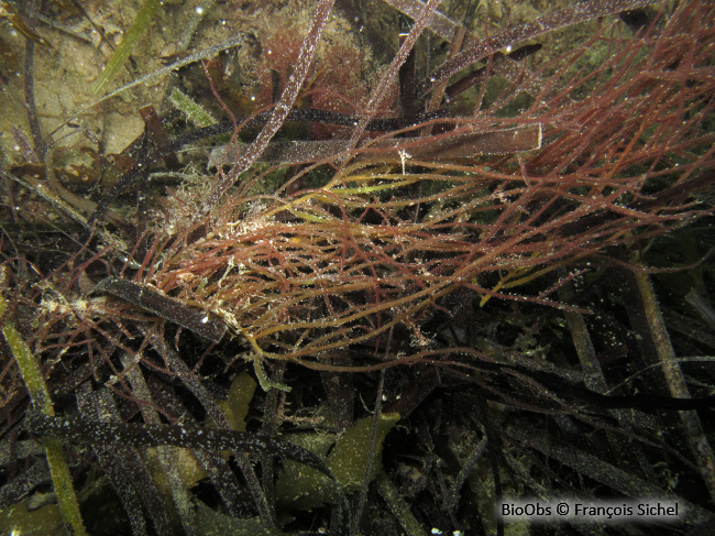 Gracilaire gracile - Gracilaria gracilis - François Sichel - BioObs