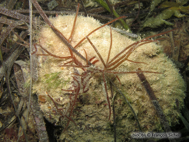 Gracilaire gracile - Gracilaria gracilis - François Sichel - BioObs