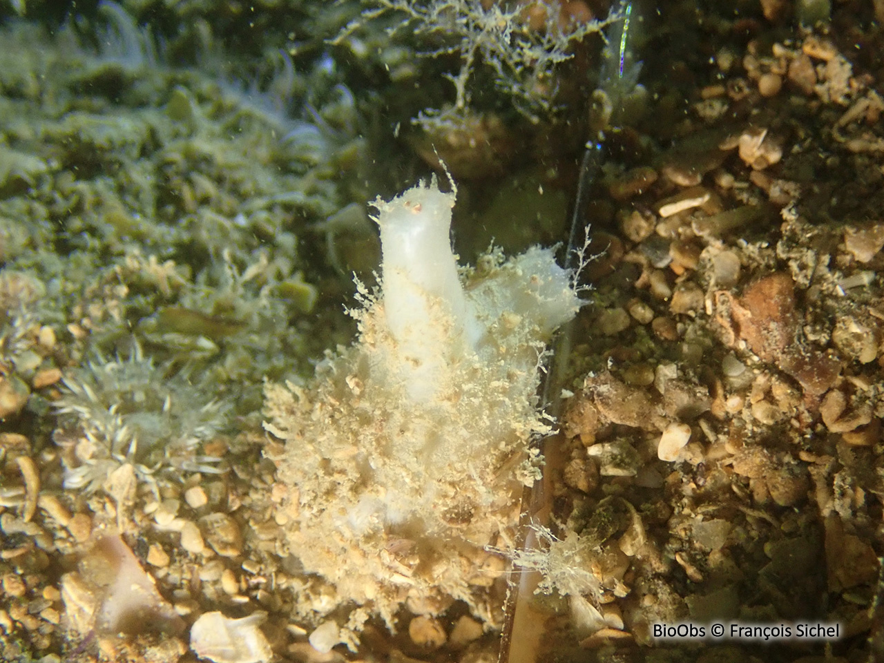 Molgule blanche - Molgula simplex - François Sichel - BioObs