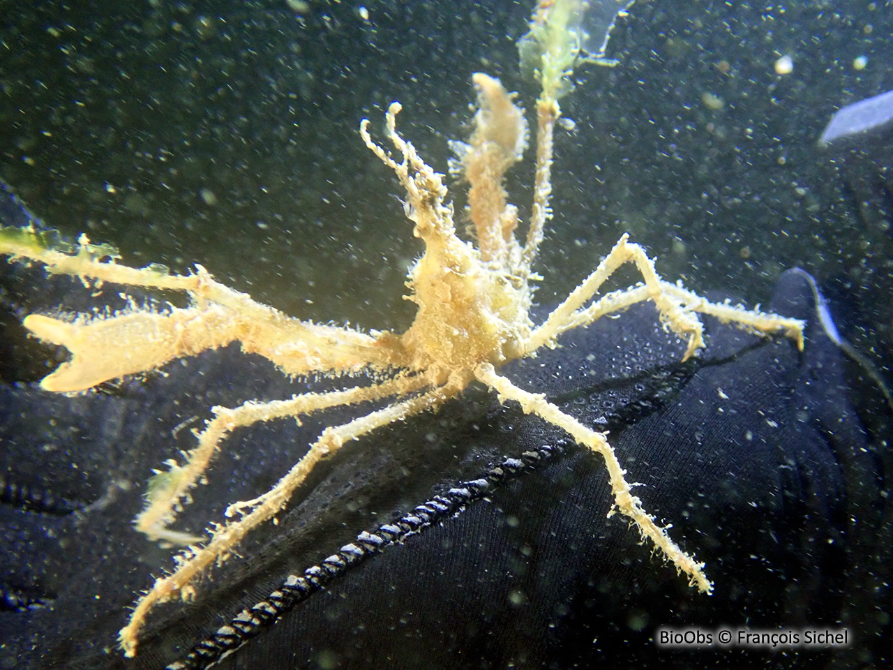 Araignée macropode (genre) - Macropodia - François Sichel - BioObs