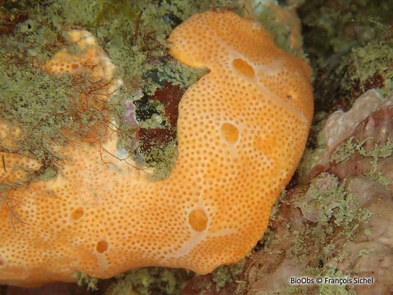 Didemne commun - Didemnum commune - François Sichel - BioObs