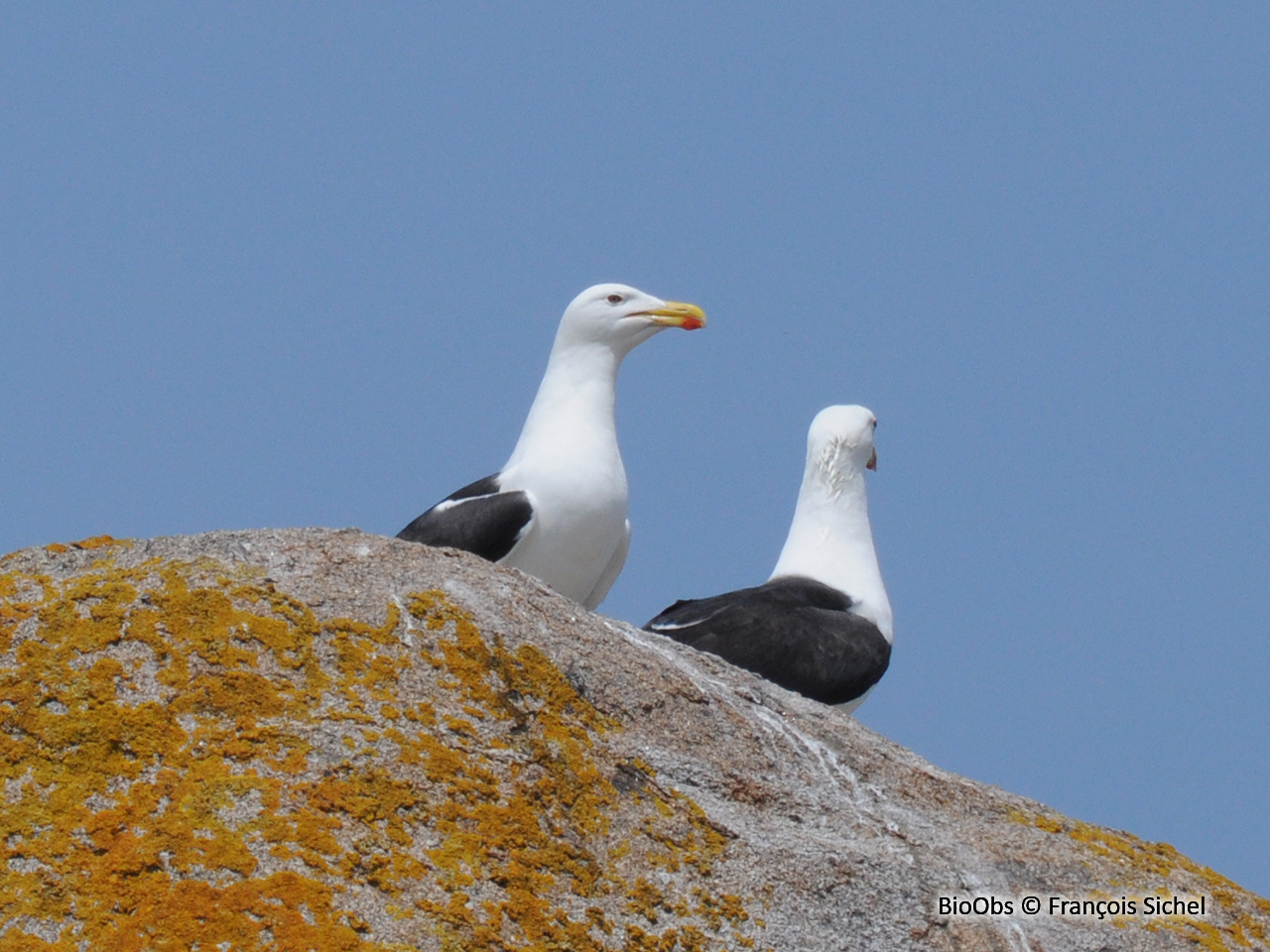 Goéland marin - Larus marinus - François Sichel - BioObs