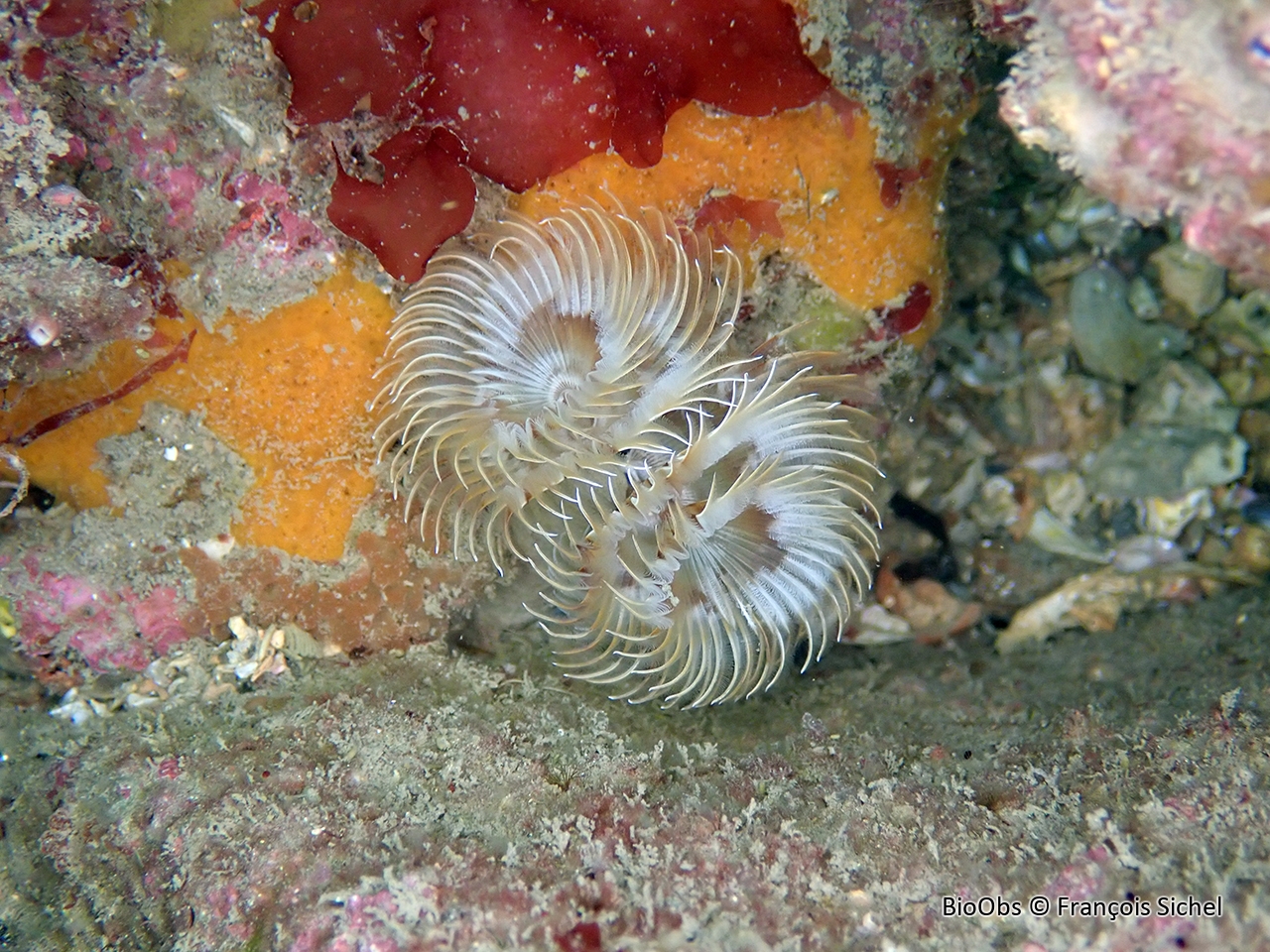 Bispire - Bispira volutacornis - François Sichel - BioObs