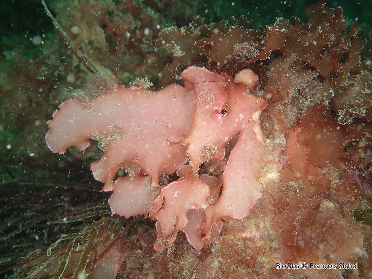 Kallymenia reniforme - Kallymenia reniformis - François Sichel - BioObs