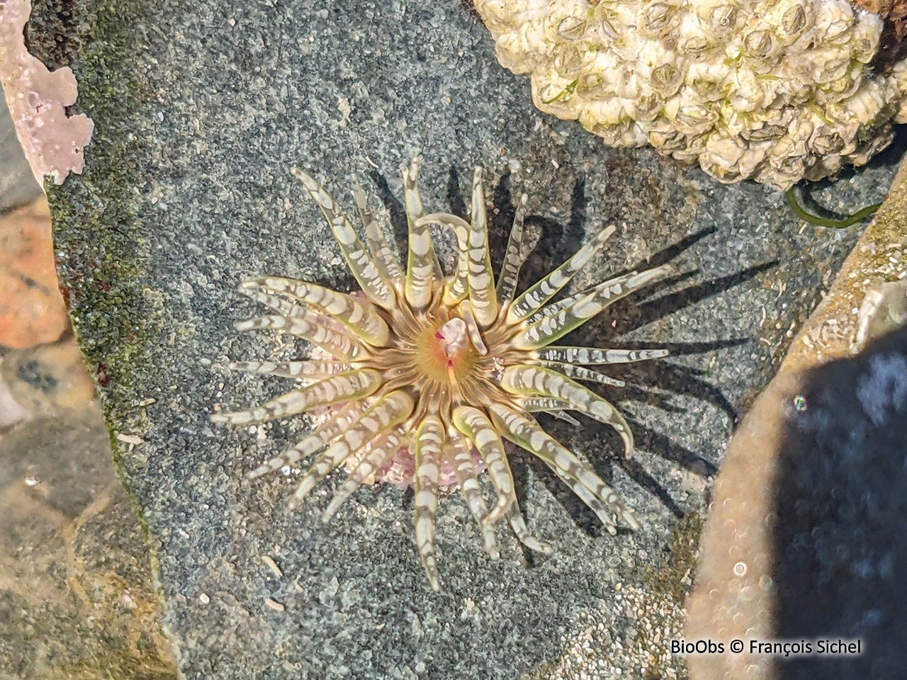 Anémone gemme - Aulactinia verrucosa - François Sichel - BioObs