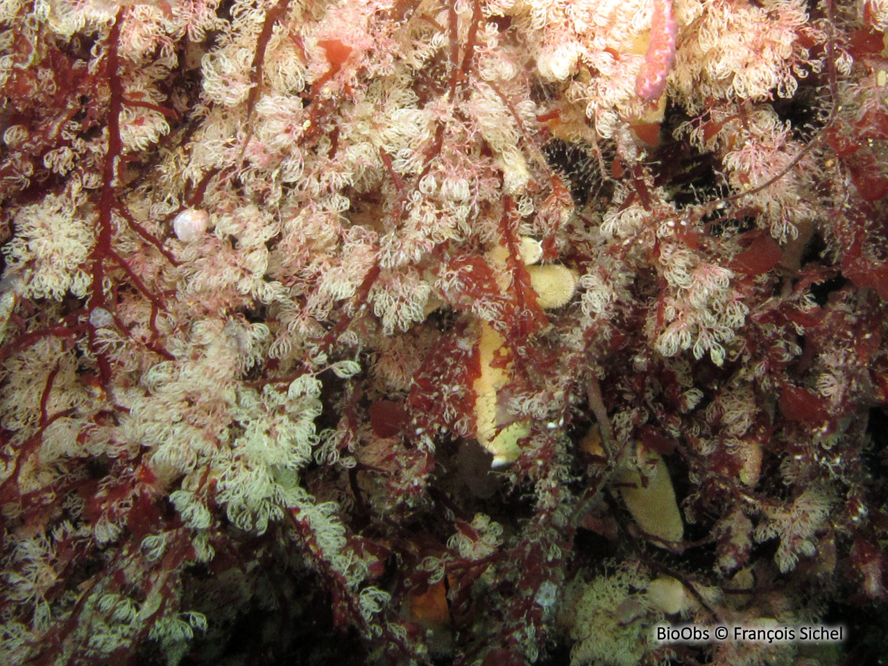 Crisia à joints noirs - Crisia denticulata - François Sichel - BioObs