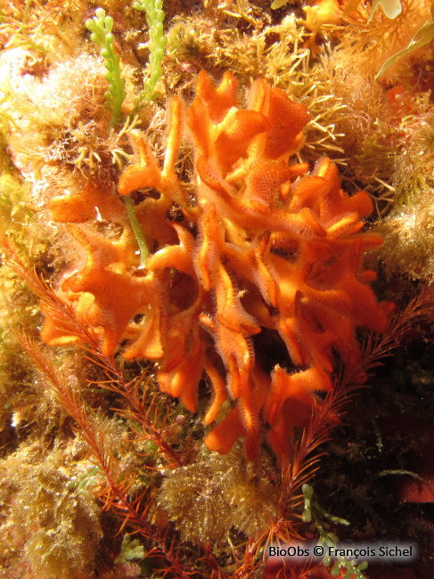 Rose de mer Méditerranéenne - Pentapora fascialis - François Sichel - BioObs