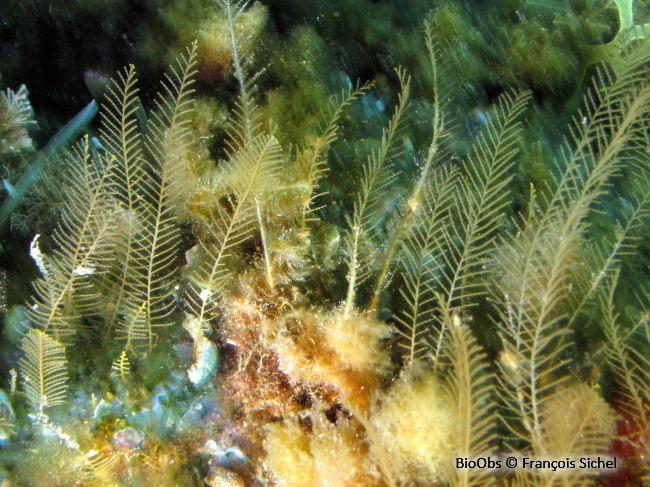 Plumulaire - Aglaophenia tubiformis - François Sichel - BioObs