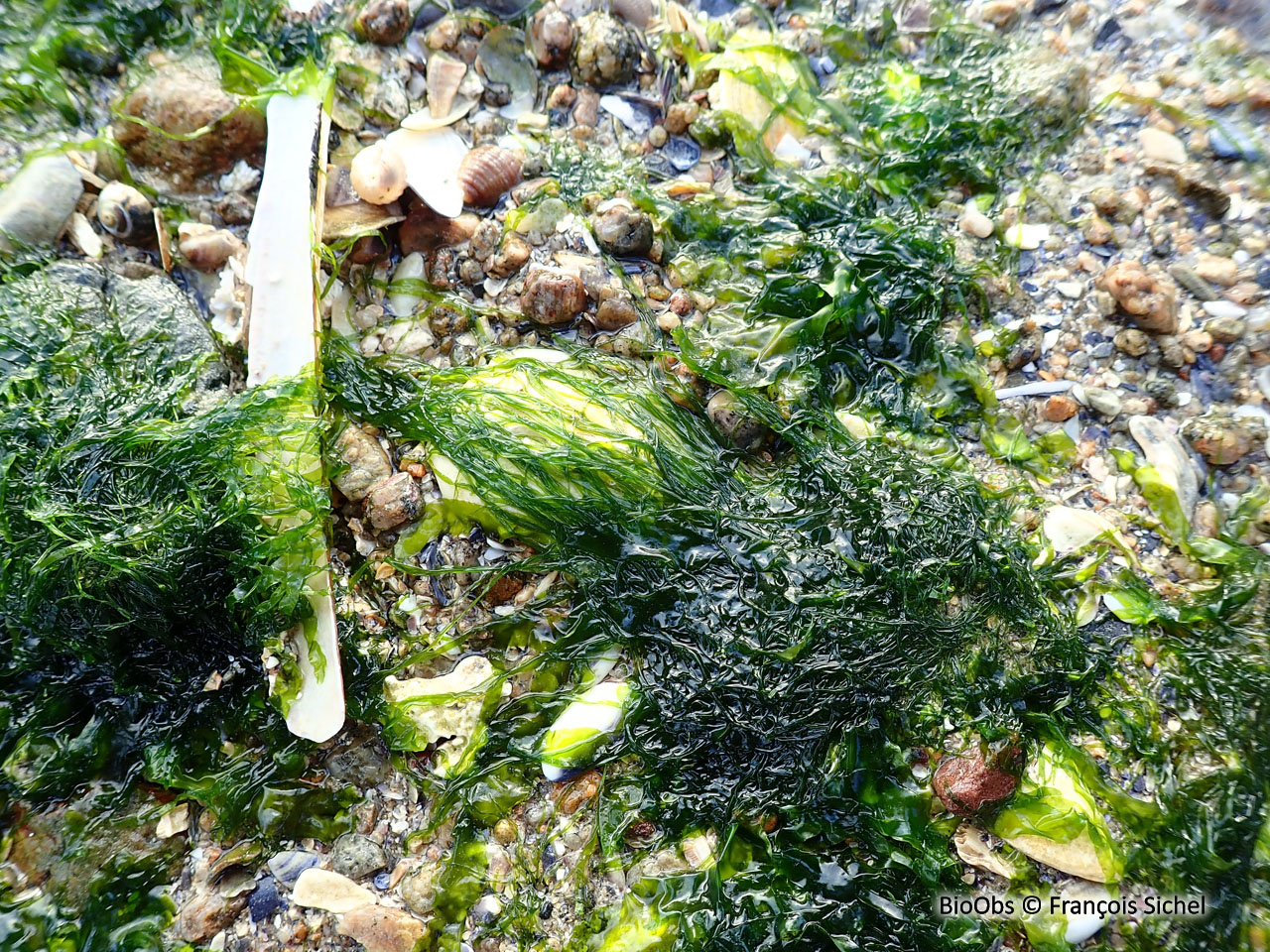 Blidingia minima - Blidingia minima - François Sichel - BioObs