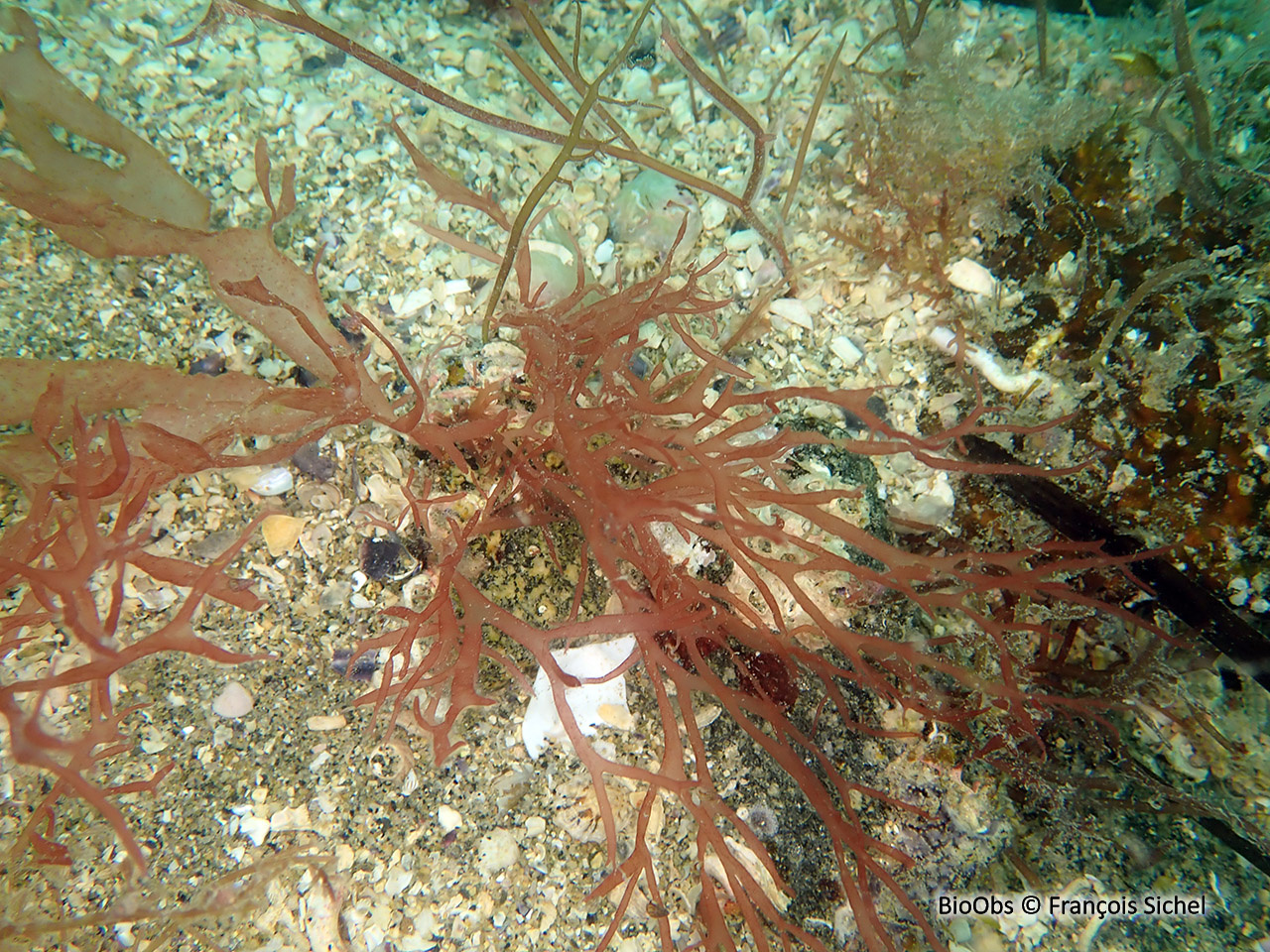 Halarachnion - Halarachnion ligulatum - François Sichel - BioObs