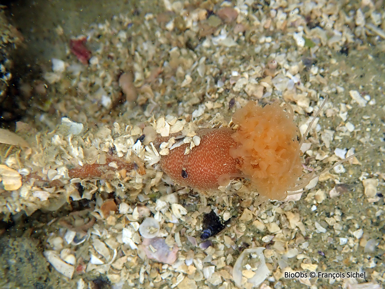 Lanice - Lanice conchilega - François Sichel - BioObs
