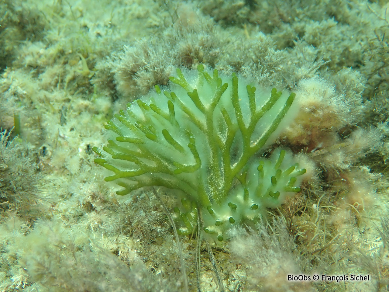 Codium tomenteux - Codium tomentosum - François Sichel - BioObs