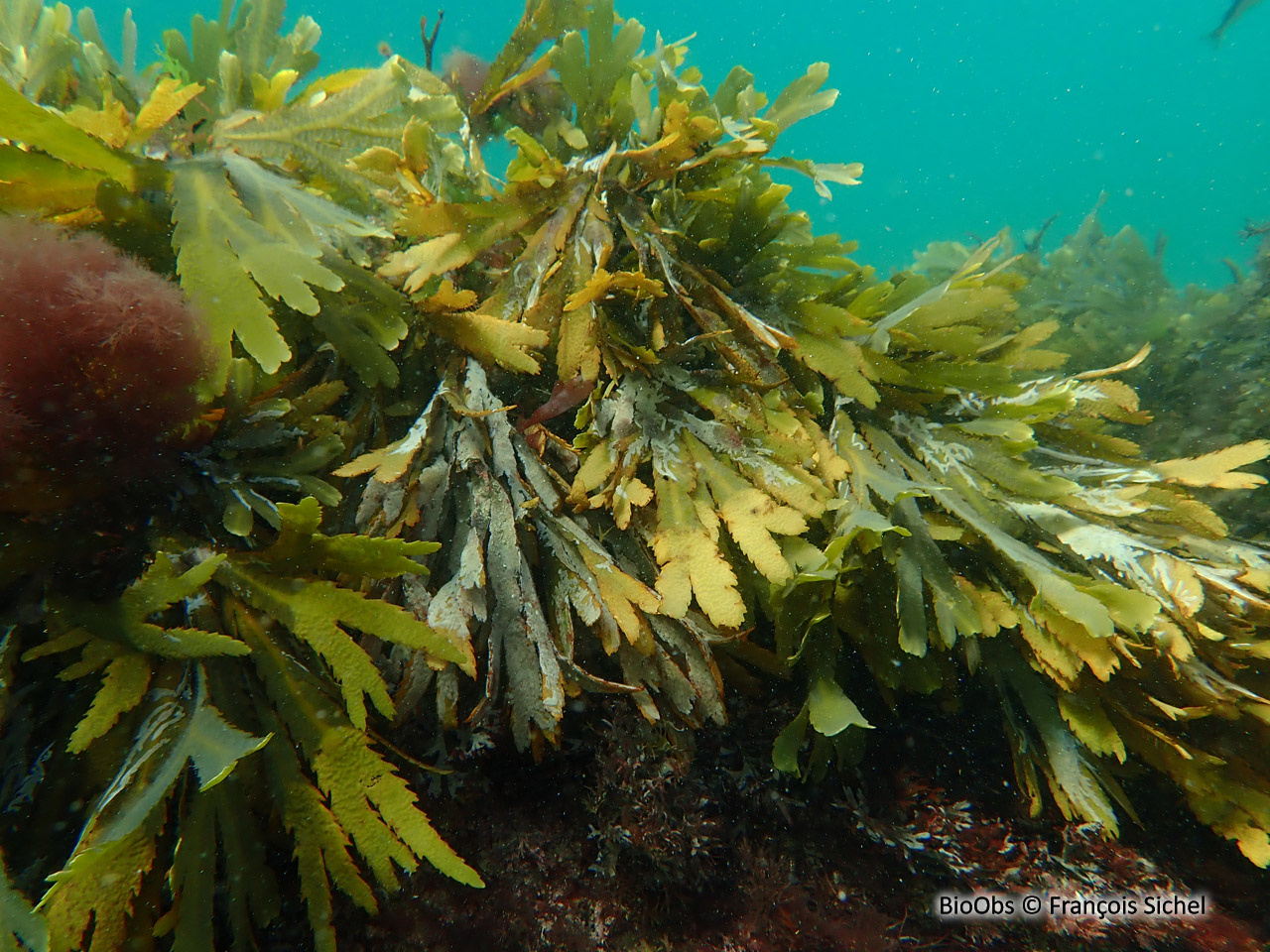 Fucus denté - Fucus serratus - François Sichel - BioObs