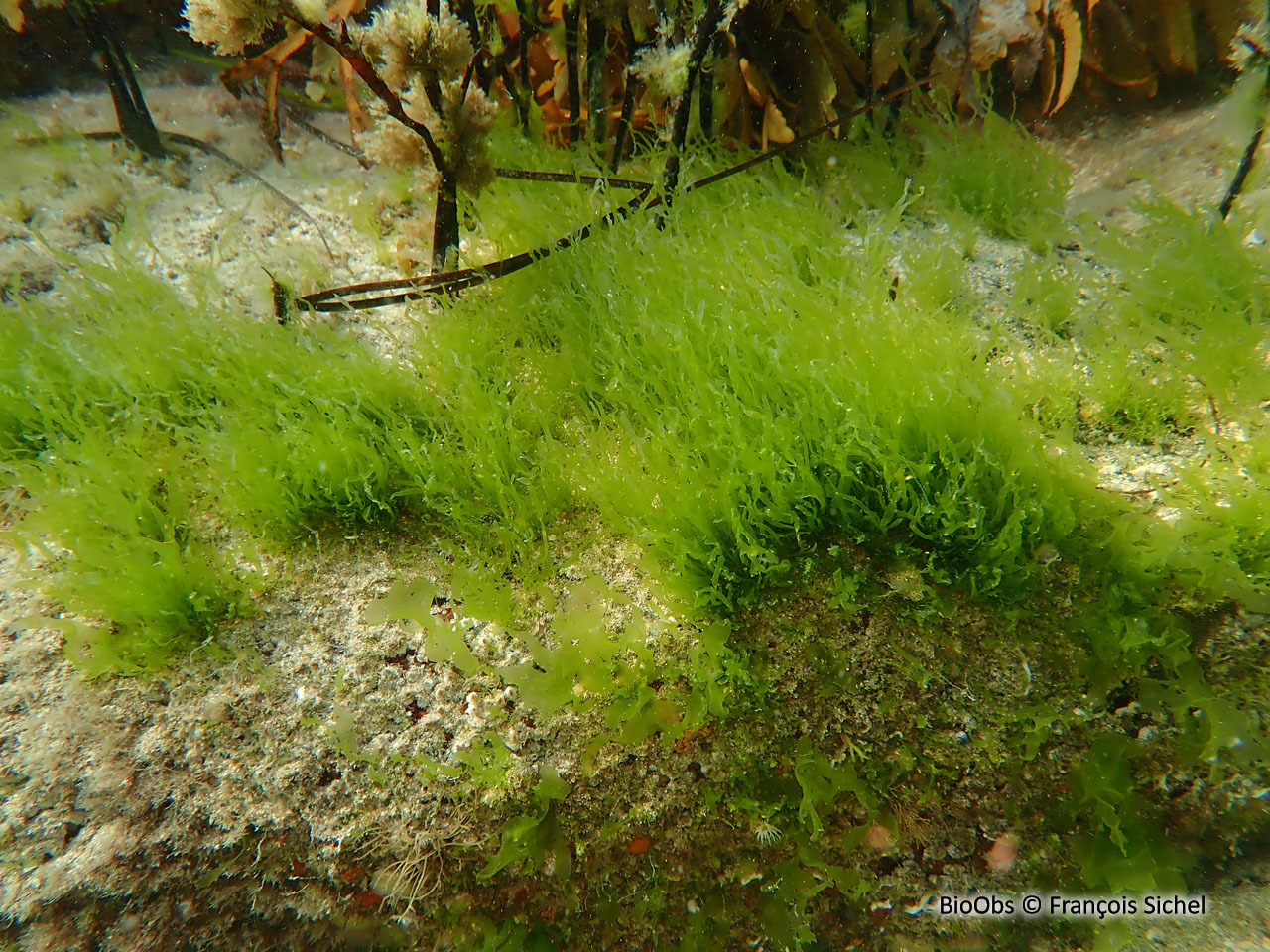 Entéromorphe - Ulva compressa - François Sichel - BioObs