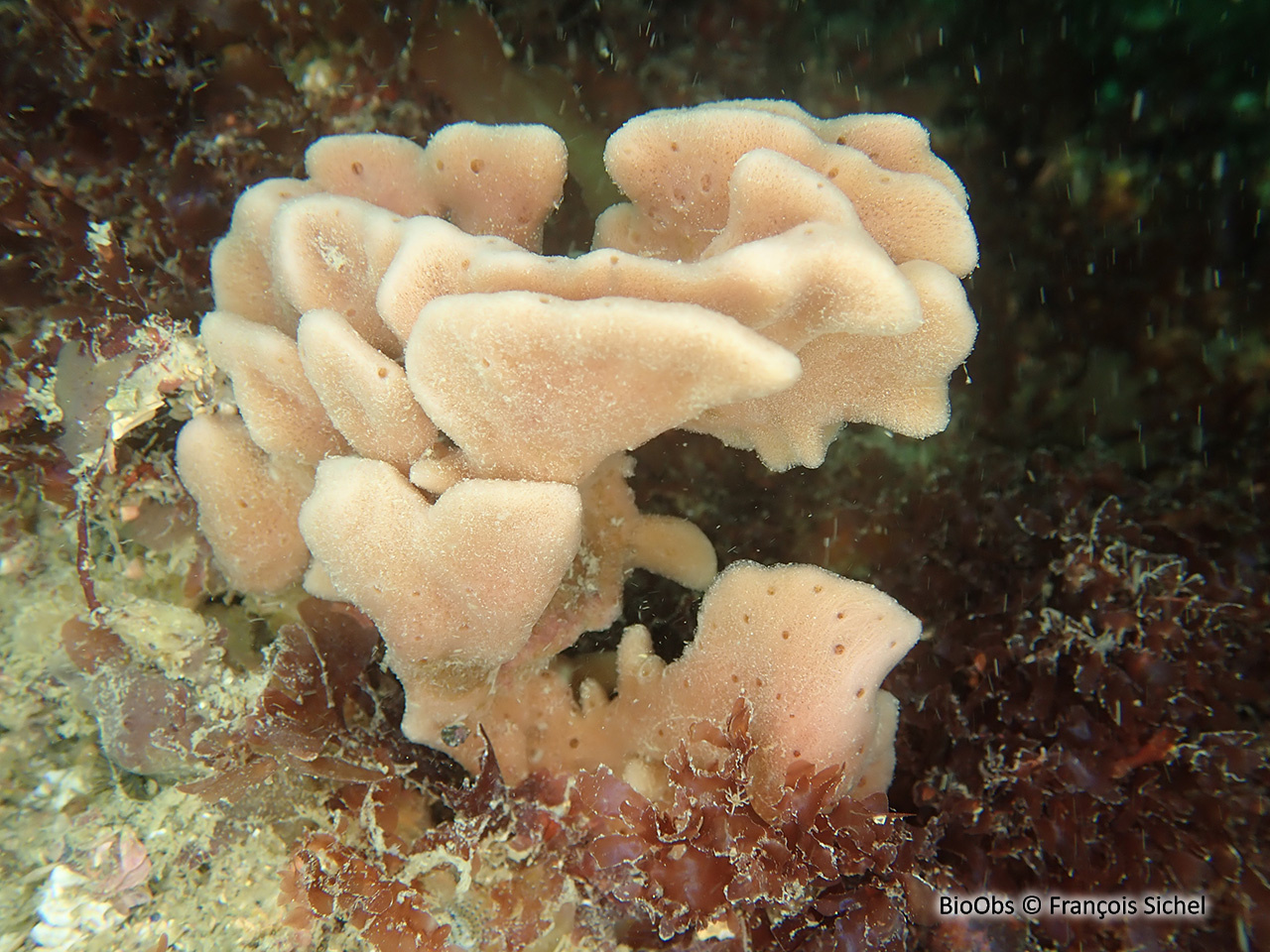 Chaline oculée - Haliclona (Haliclona) oculata - François Sichel - BioObs