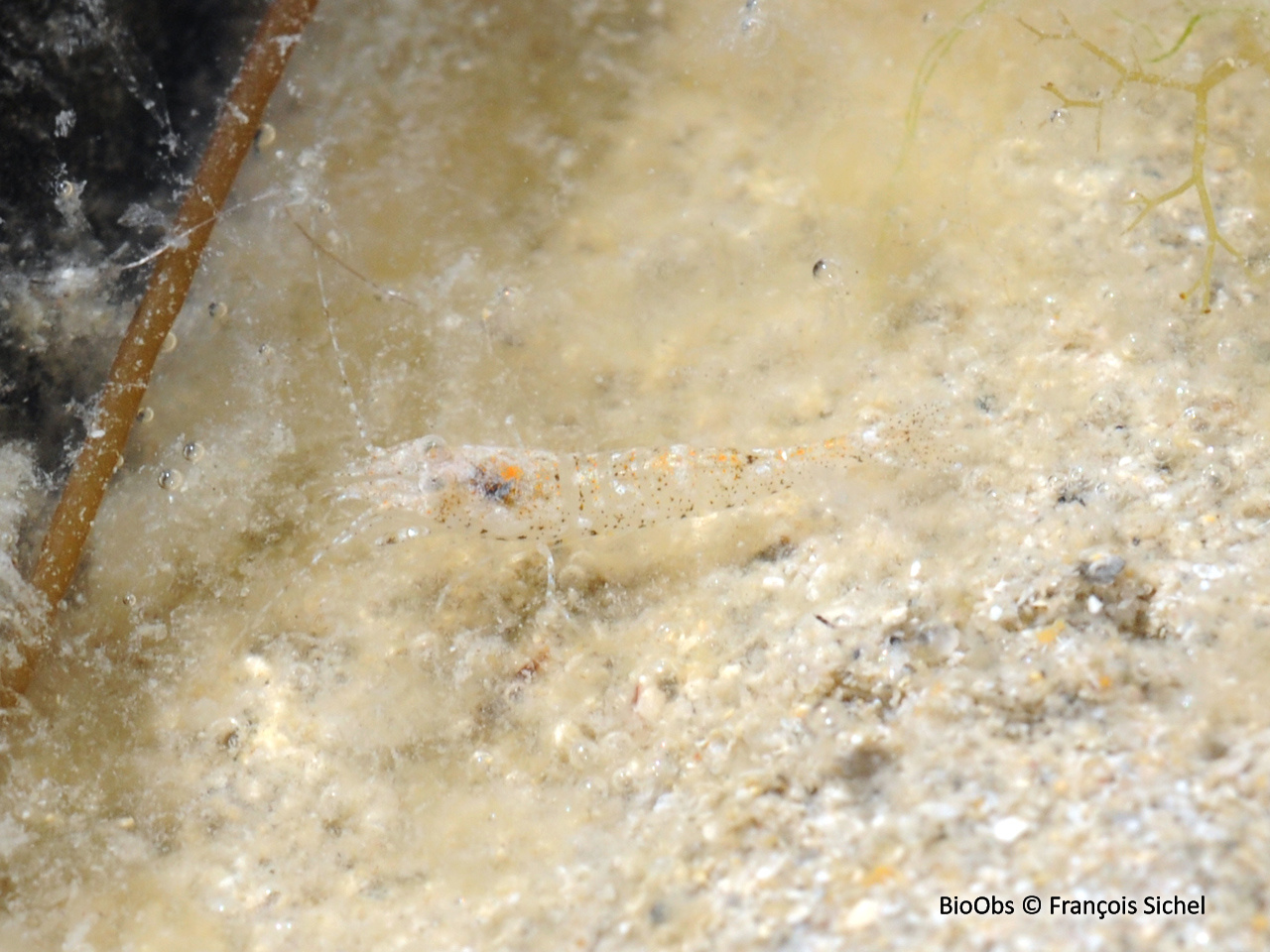 Crevette grise européenne - Crangon crangon - François Sichel - BioObs