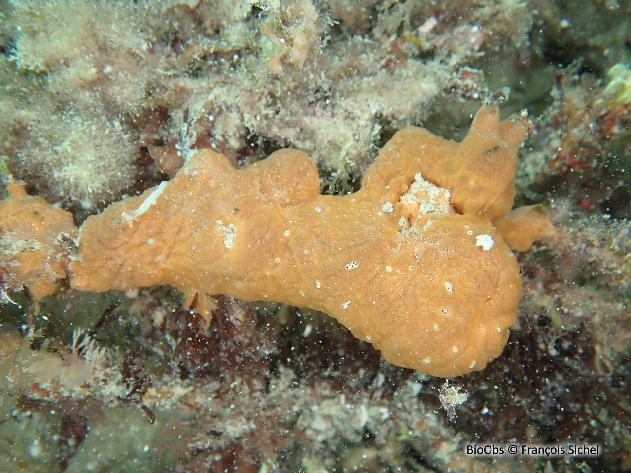 Clathria veinée - Clathria (Microciona) strepsitoxa - François Sichel - BioObs