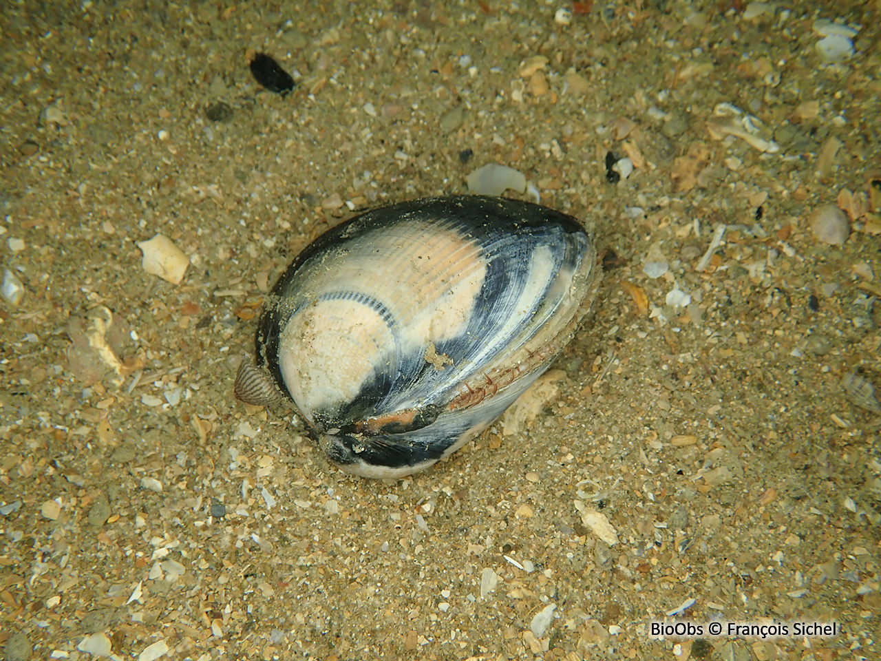 Bucarde de Norvège - Laevicardium crassum - François Sichel - BioObs