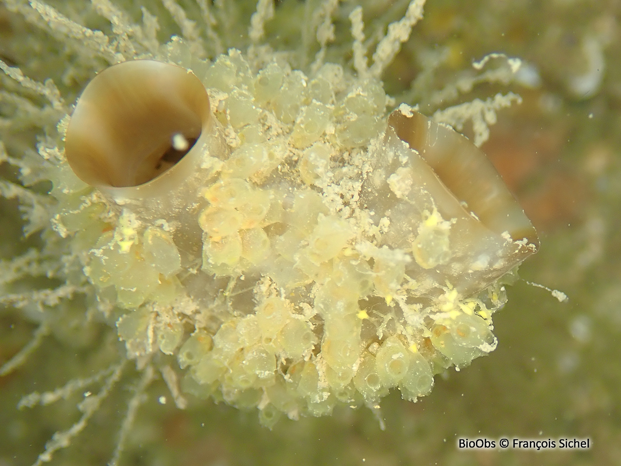 Pérophore japonaise - Perophora japonica - François Sichel - BioObs