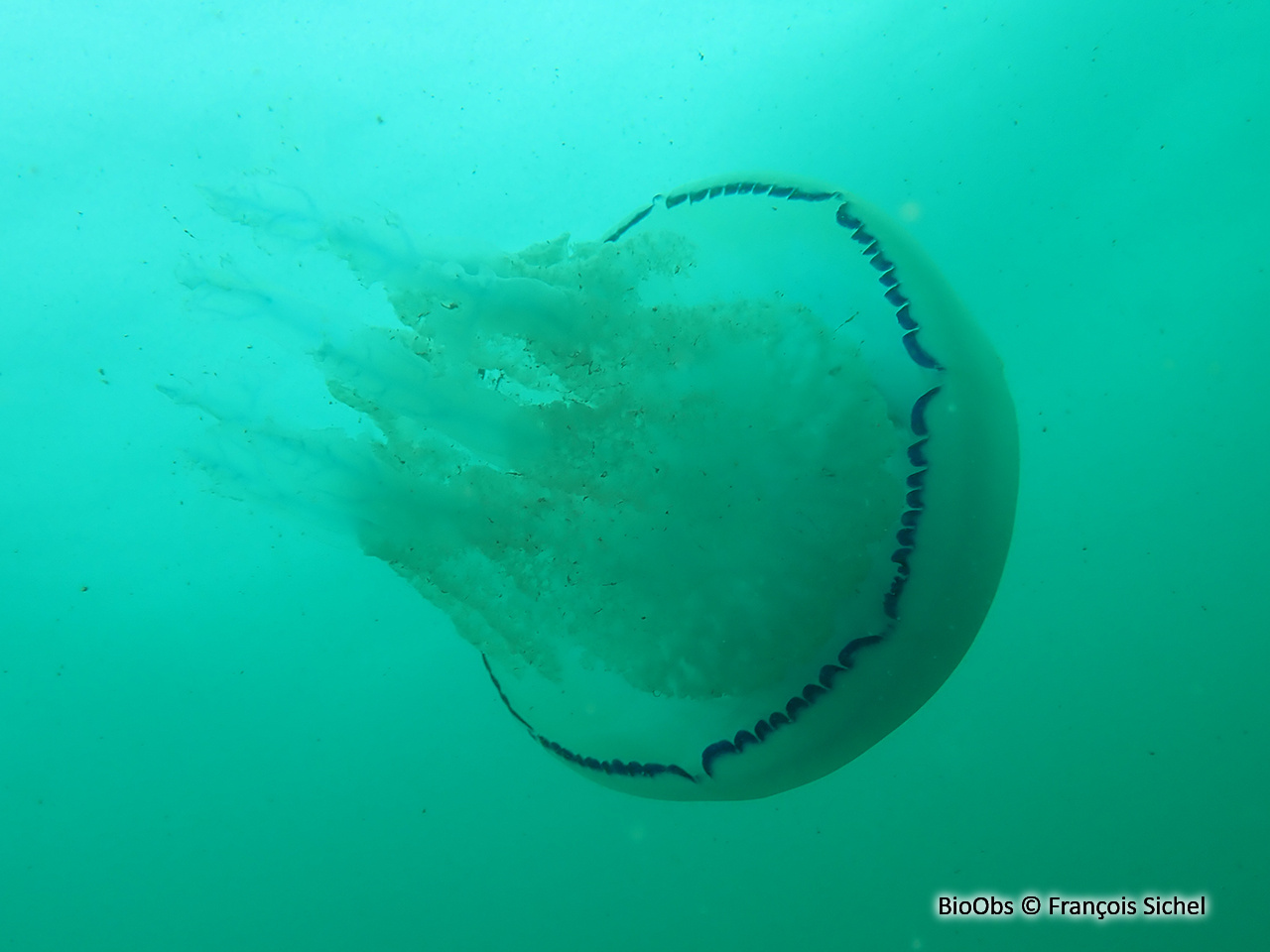 Rhizostome - Rhizostoma pulmo - François Sichel - BioObs