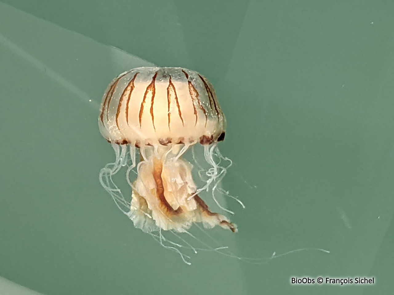 Méduse rayonnée - Chrysaora hysoscella - François Sichel - BioObs
