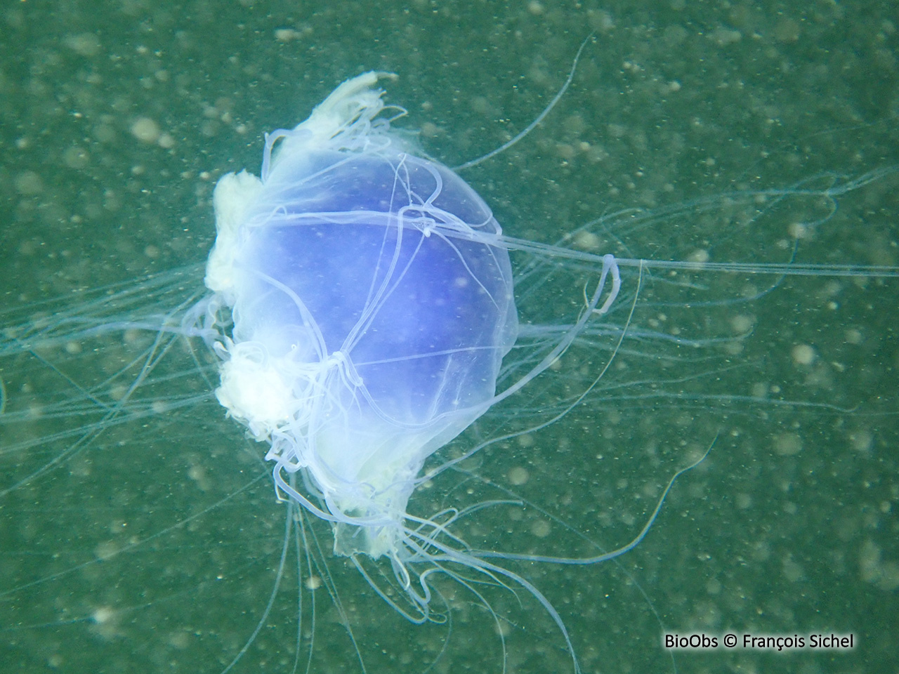 Cyanée de Lamarck - Cyanea lamarckii - François Sichel - BioObs