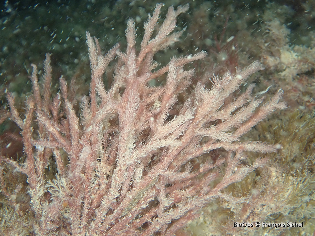 Queue de mer - Halurus equisetifolius - François Sichel - BioObs