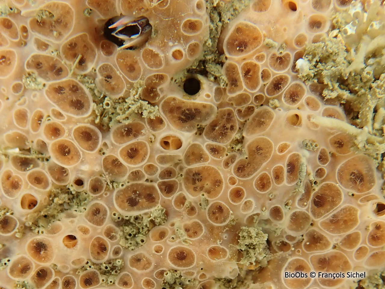 Eponge à cratères - Hemimycale columella - François Sichel - BioObs