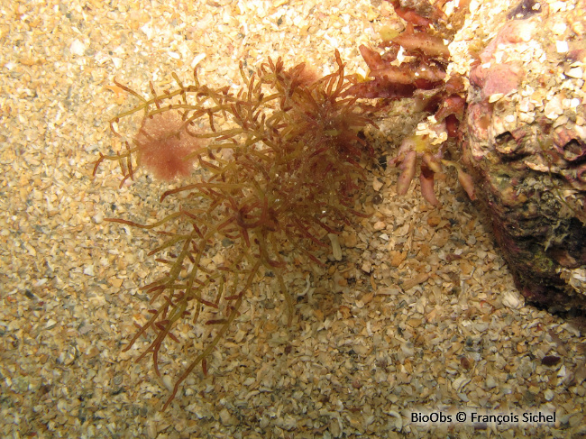 Algue fuseau - Chylocladia verticillata - François Sichel - BioObs