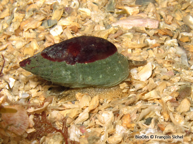 Algue velours rouge - Hildenbrandia rubra - François Sichel - BioObs