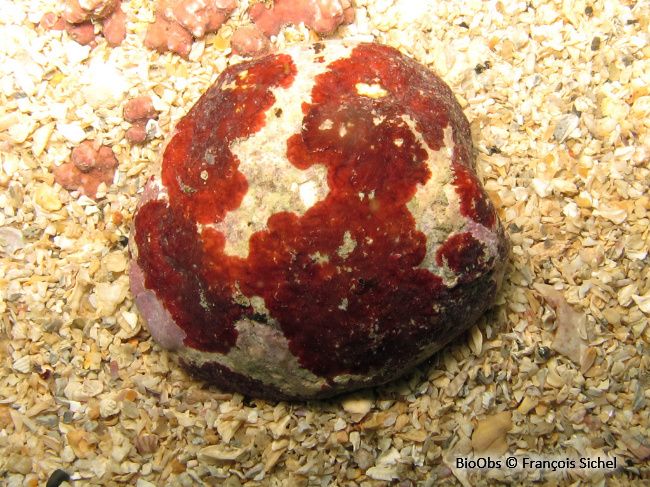 Algue velours rouge - Hildenbrandia rubra - François Sichel - BioObs