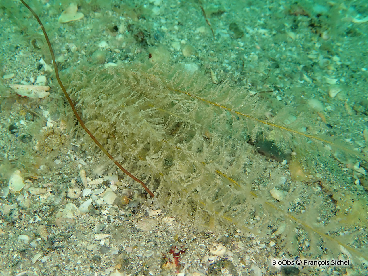 Sertulaire argentée - Sertularia argentea - François Sichel - BioObs