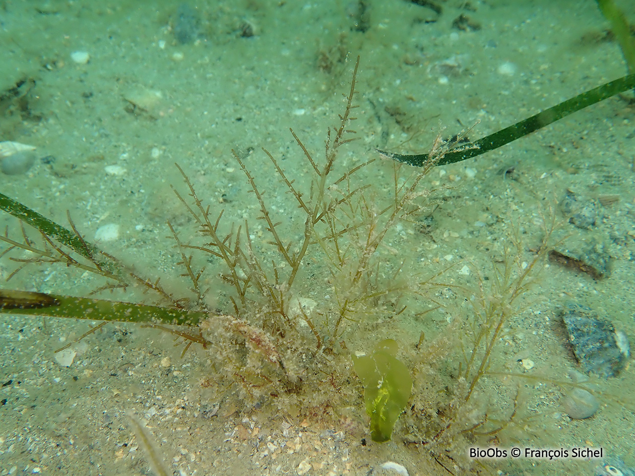 Chondria dasyphylla - Chondria dasyphylla - François Sichel - BioObs