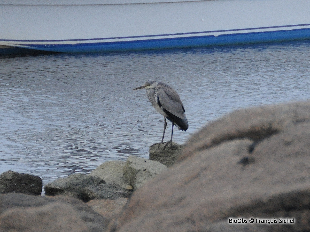 Héron cendré - Ardea cinerea - François Sichel - BioObs