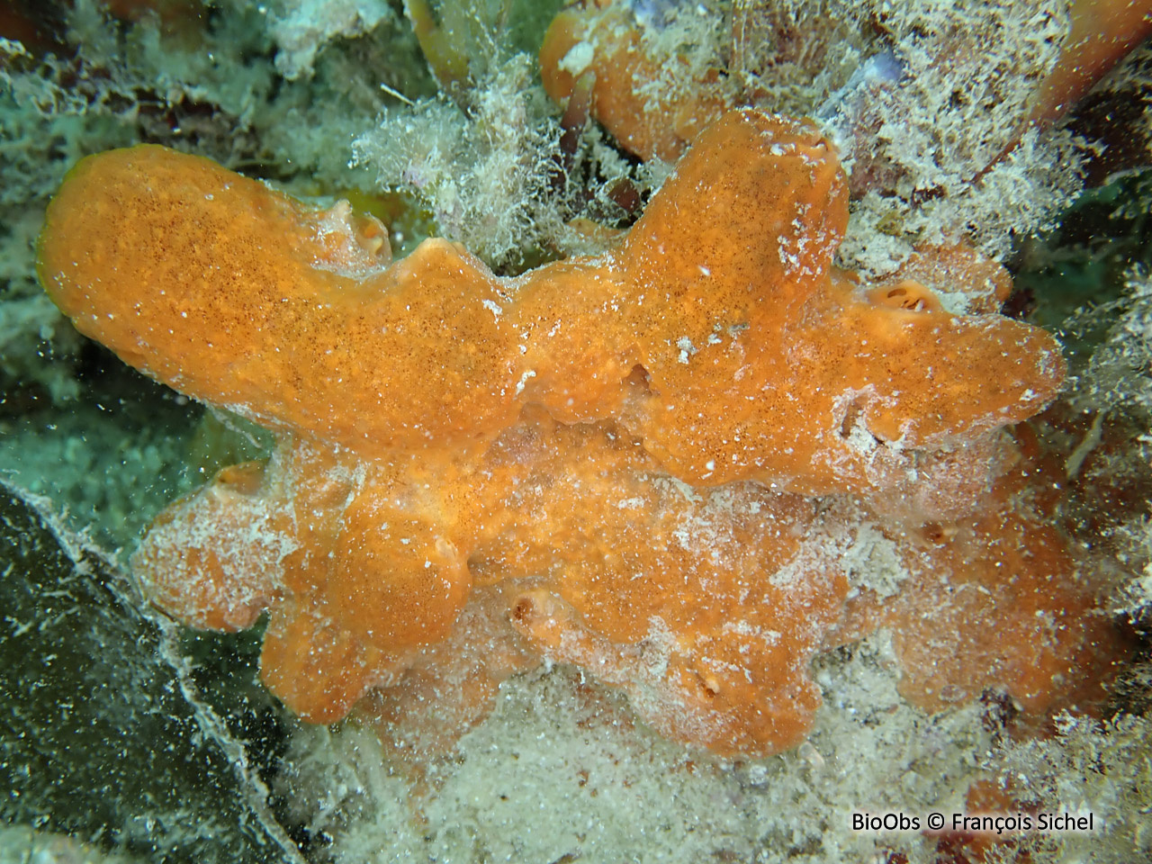 Phorbas velouté - Phorbas plumosus - François Sichel - BioObs