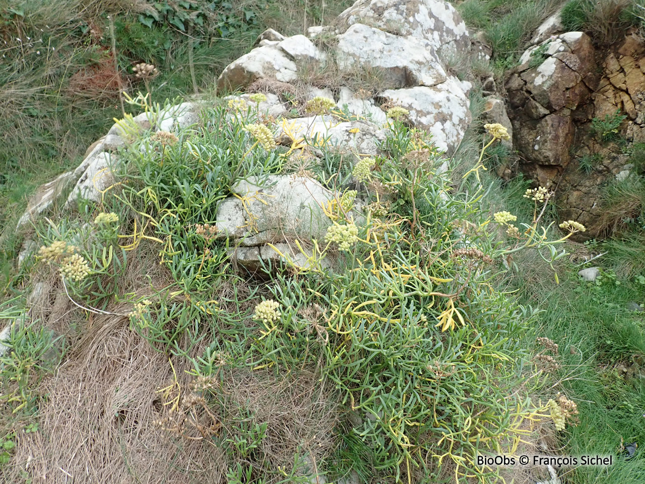 Criste marine - Crithmum maritimum - François Sichel - BioObs