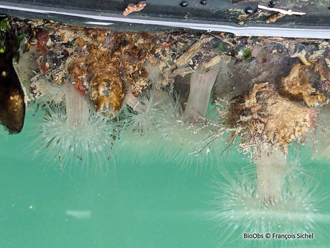 Sagartiogeton blanc - Cylista undata - François Sichel - BioObs