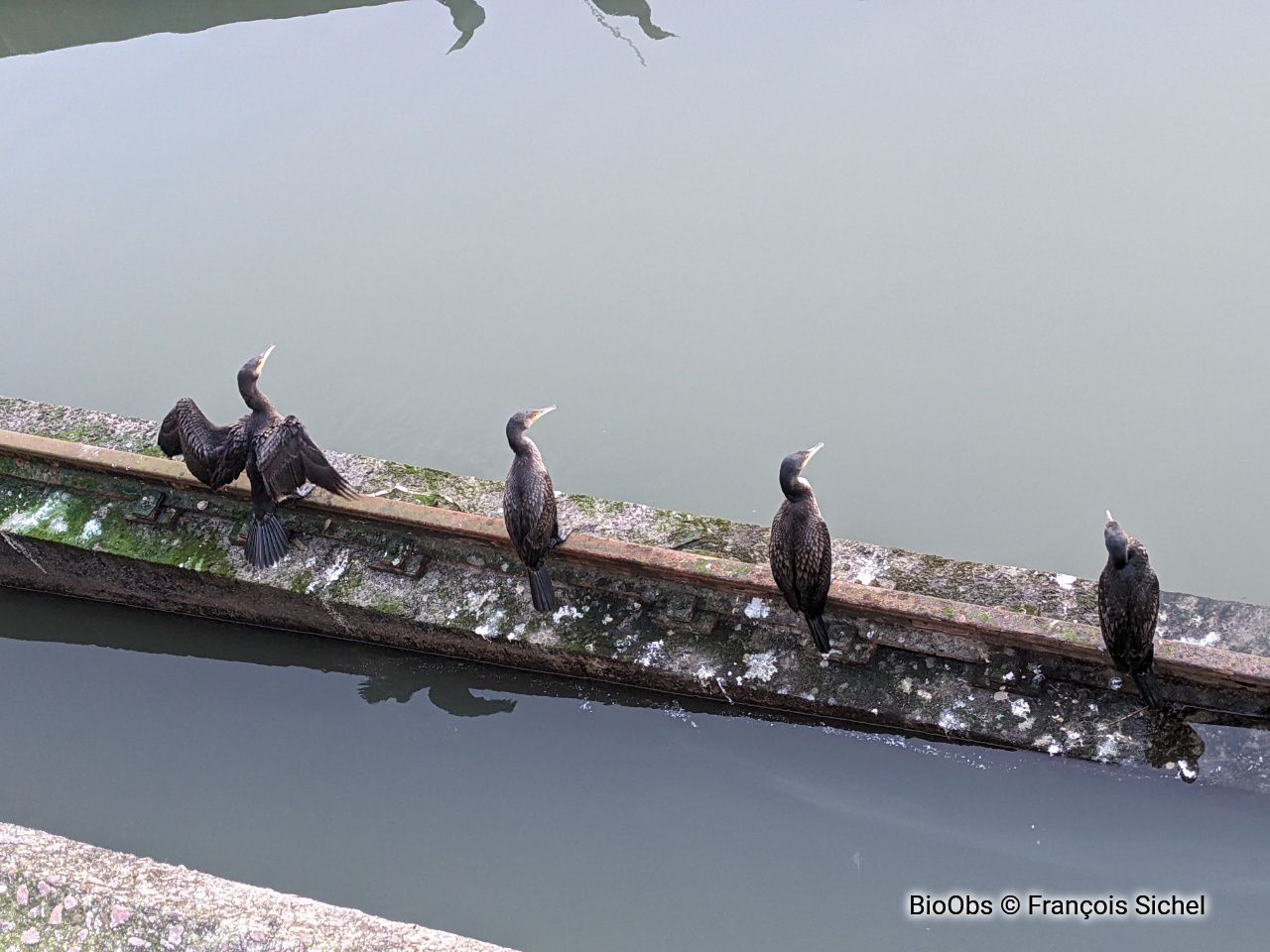Grand cormoran - Phalacrocorax carbo - François Sichel - BioObs