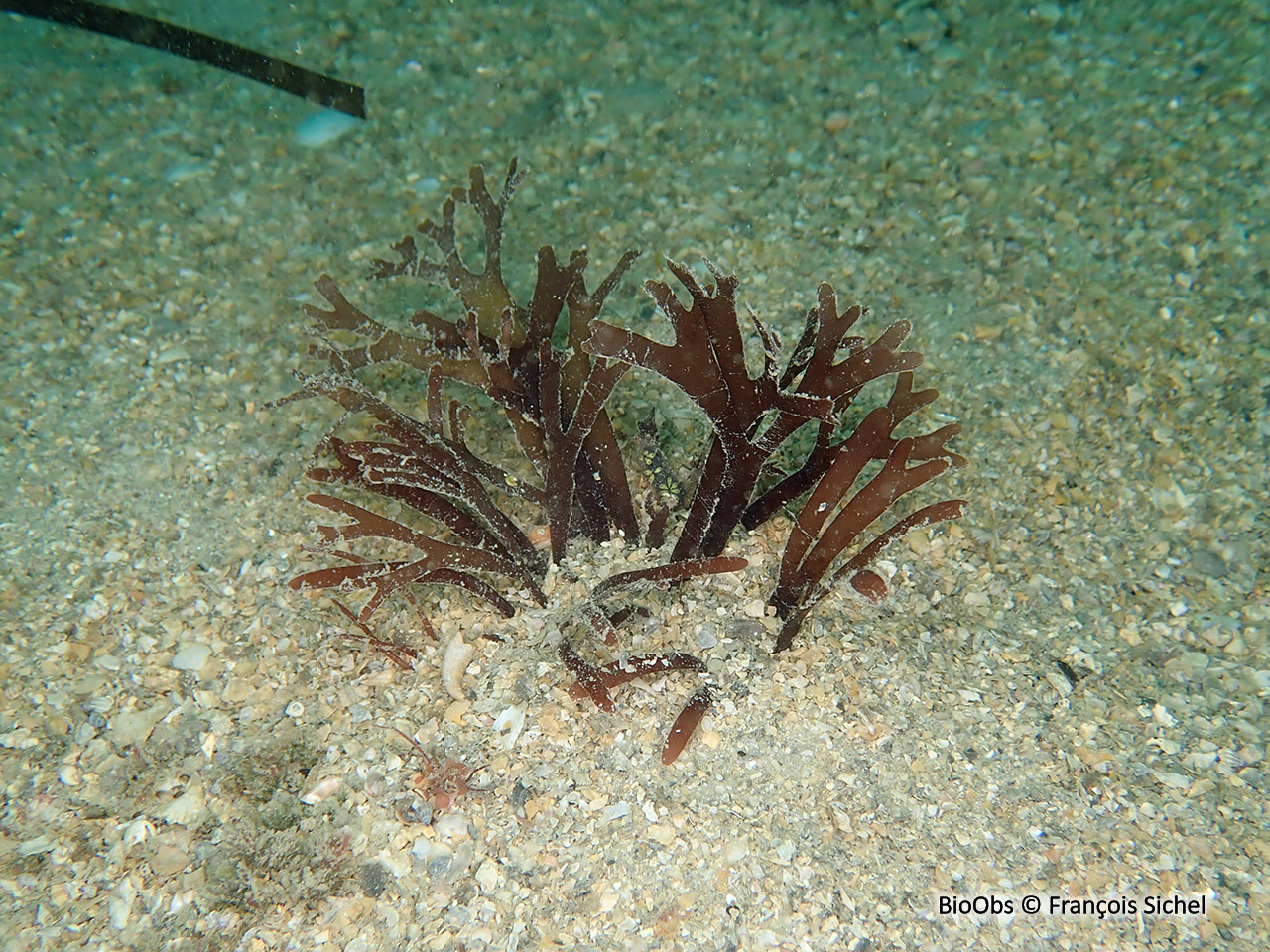 Gracilaire en lanières - Gracilaria multipartita - François Sichel - BioObs