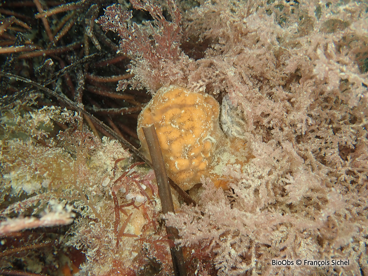 Clathria veinée - Clathria (Microciona) strepsitoxa - François Sichel - BioObs