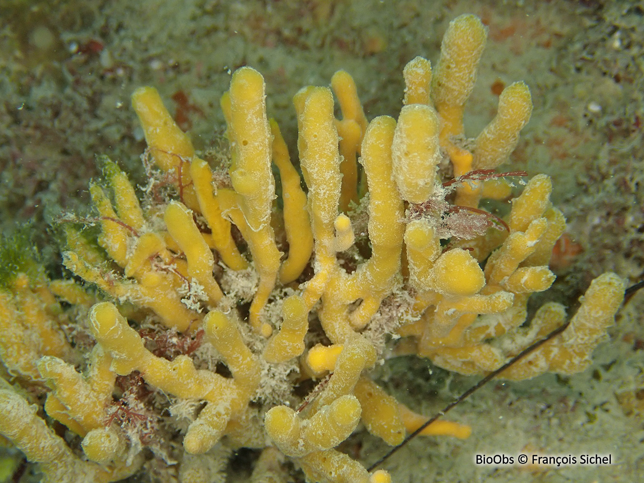 Axinelle tortueuse - Homaxinella subdola - François Sichel - BioObs