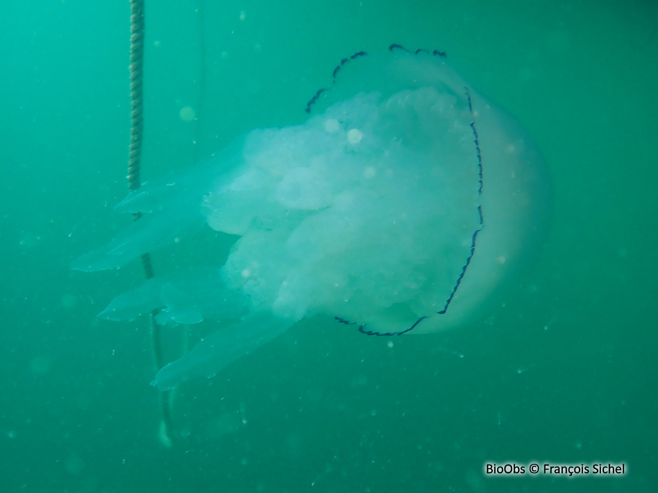 Rhizostome - Rhizostoma pulmo - François Sichel - BioObs