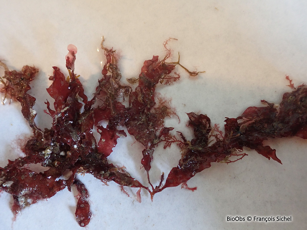Phyllophora crispa - Phyllophora crispa - François Sichel - BioObs