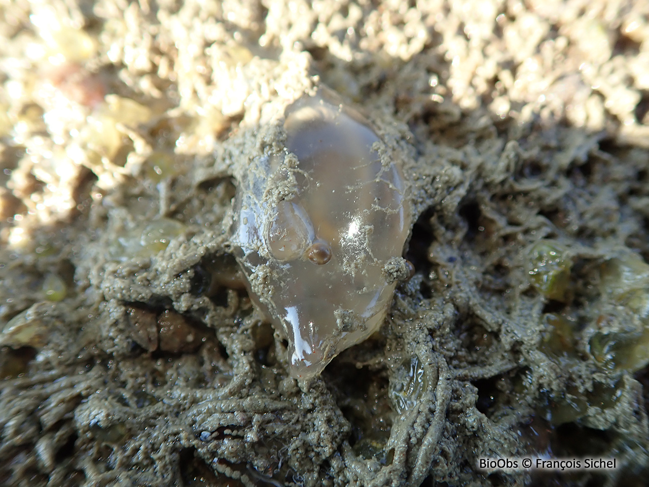 Ascidie cartilagineuse - Corella eumyota - François Sichel - BioObs