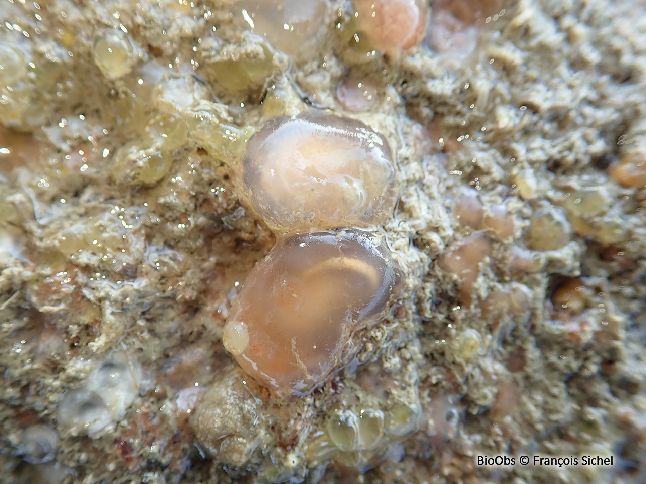 Ascidie cartilagineuse - Corella eumyota - François Sichel - BioObs
