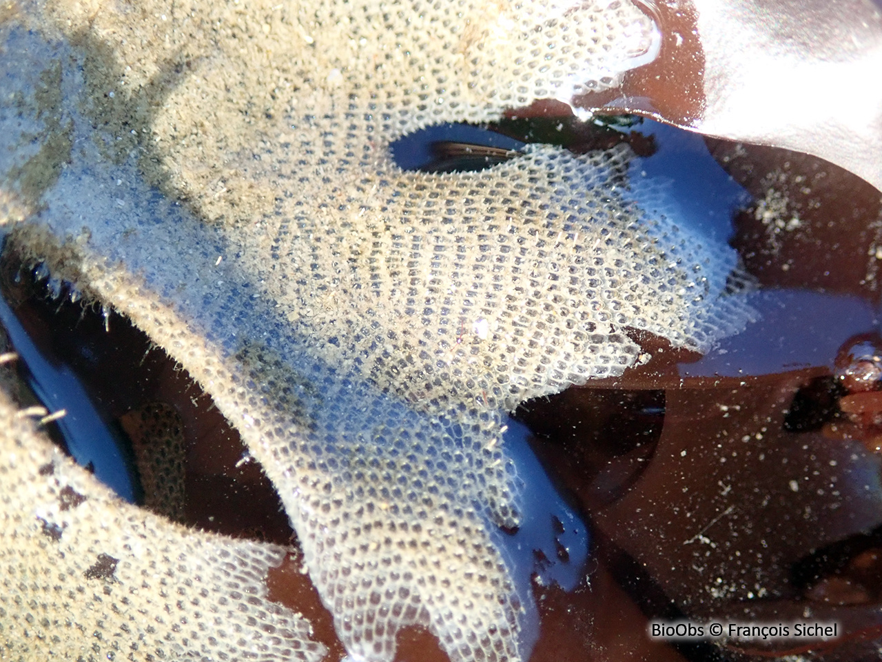 Ecorce pileuse - Electra pilosa - François Sichel - BioObs