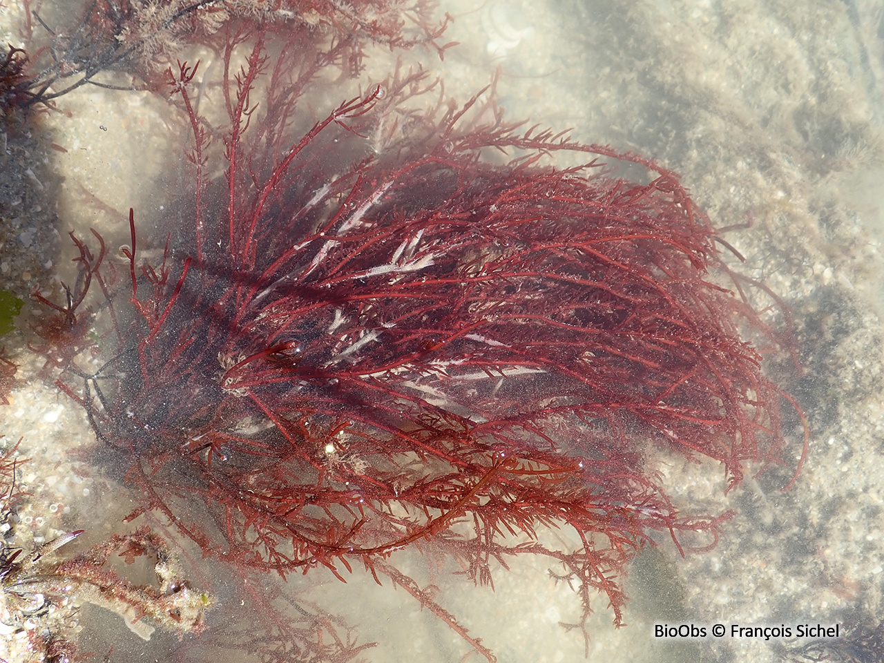 Cordes de Solier - Solieria chordalis - François Sichel - BioObs