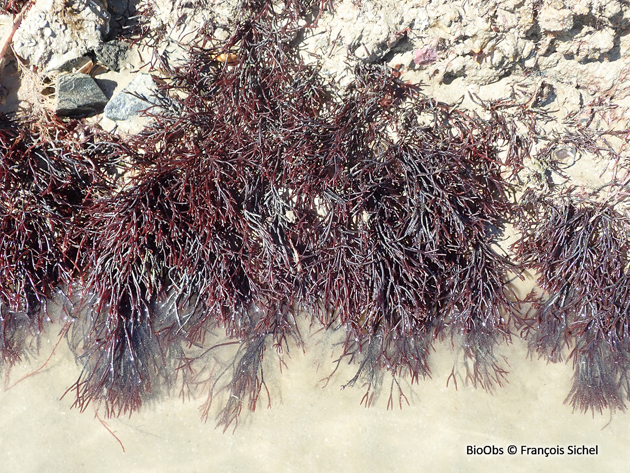 Algue rouge dichotome - Polyides rotunda - François Sichel - BioObs